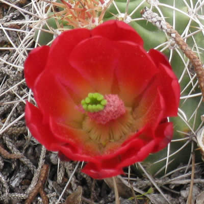 Claretcup cactus