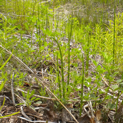 Smooth horsetail