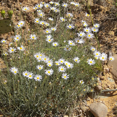 Utah daisy, Fleabane