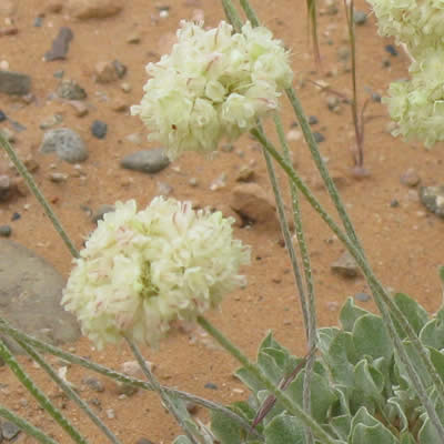 Cushion buckwheat