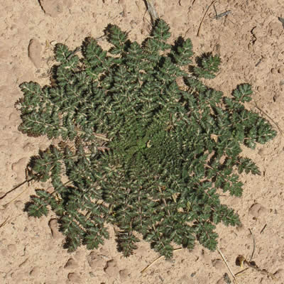 Storksbill