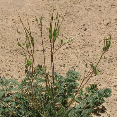 Storksbill