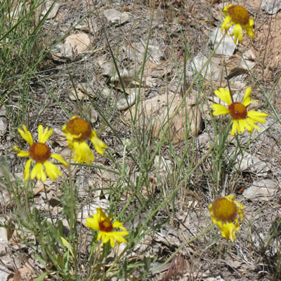 Blanket flower