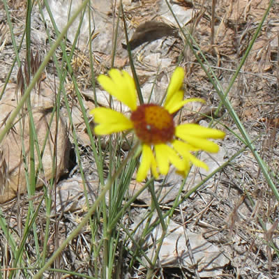 Blanket flower