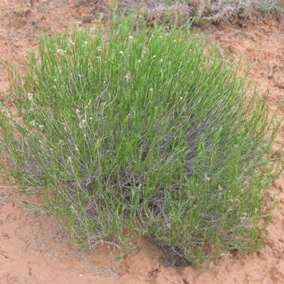 Broom snakeweed