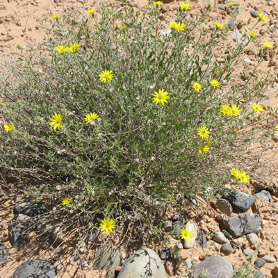 Hairy false goldenaster