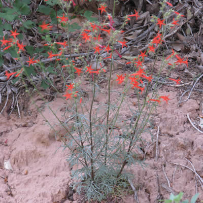 Skyrocket, Scarlet gilia