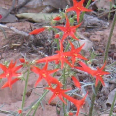 Skyrocket, Scarlet gilia