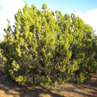 Utah juniper