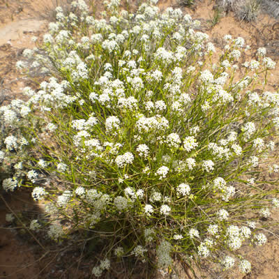 Mountain pepperweed, Western peppergrass