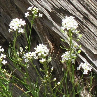 Mountain pepperweed, Western peppergrass