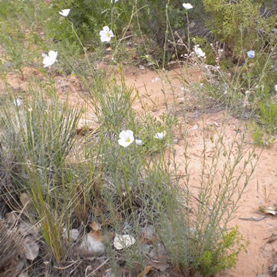 Blue flax