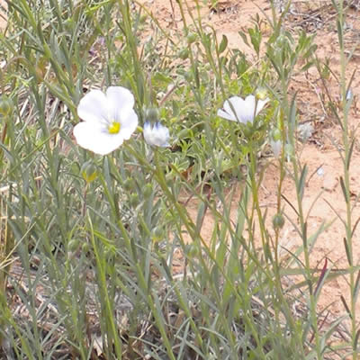 Blue flax