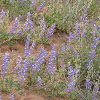 Silvery lupine