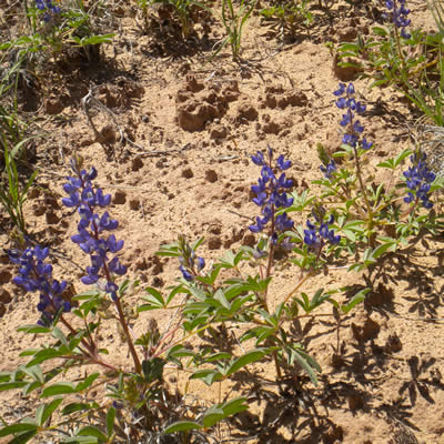 Rusty lupine