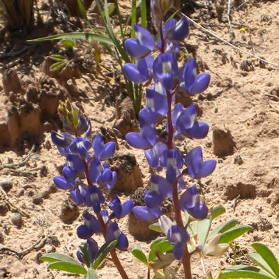 Rusty lupine