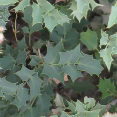 Desert holly