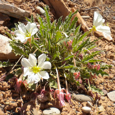 Tufted evening primrose