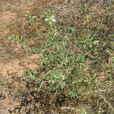 Evening primrose