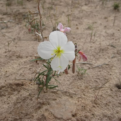 Pale evening primrose