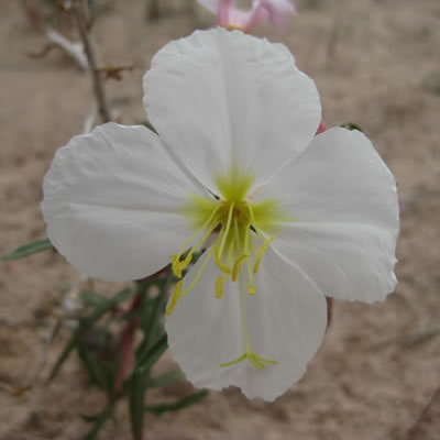 Pale evening primrose