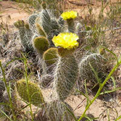Common pricklypear cactus