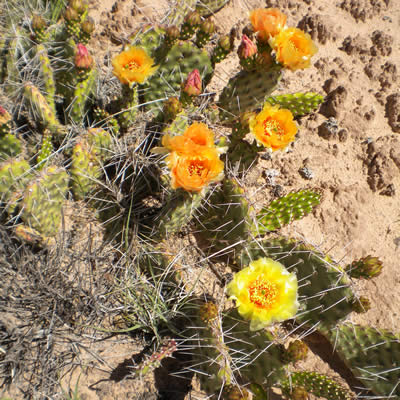 Desert pricklypear cactus, Tulip pricklypear