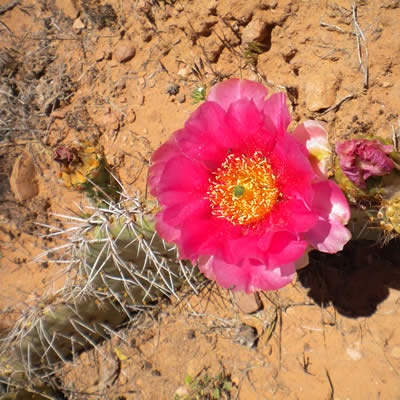 Plains pricklypear