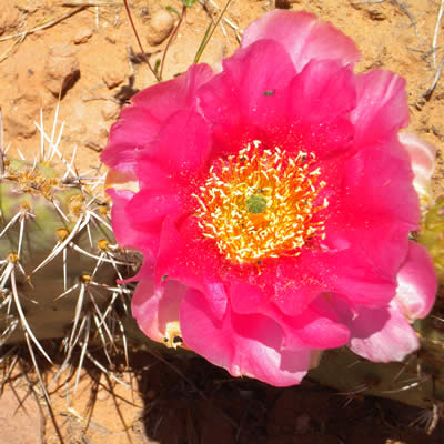 Plains pricklypear