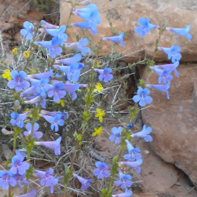 Bluestem beardtongue