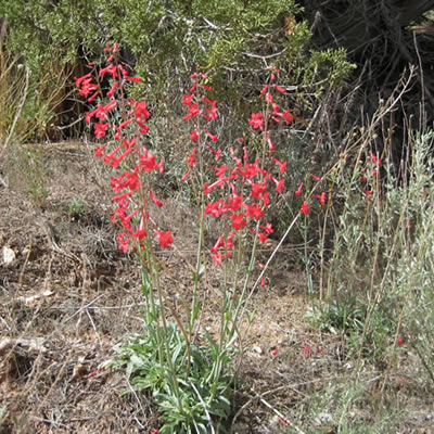 Utah penstemon