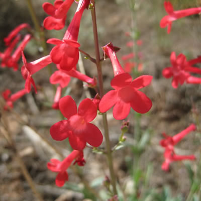 Utah penstemon