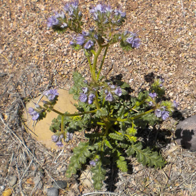 Scorpionweed