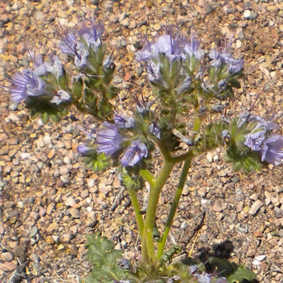 Scorpionweed