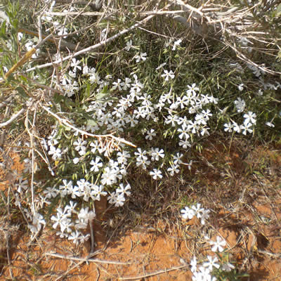 Mountain phlox