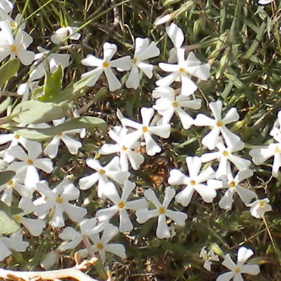 Mountain phlox