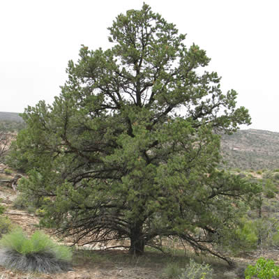 Twoneedle pine