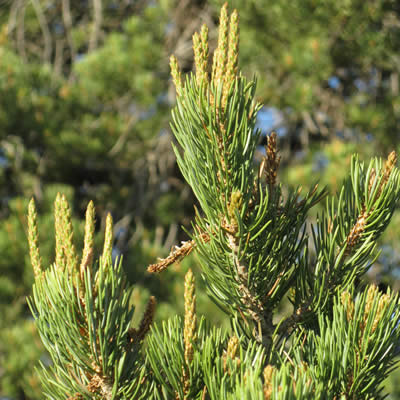 Twoneedle pine