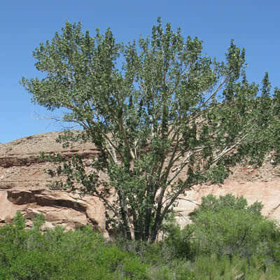 Fremont cottonwood