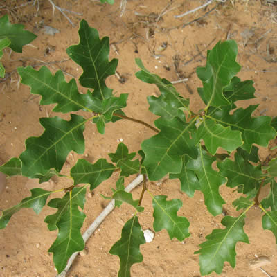 Gambel oak