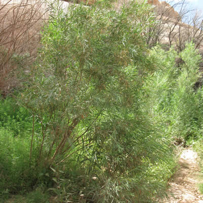 Coyote willow, Sandbar willow