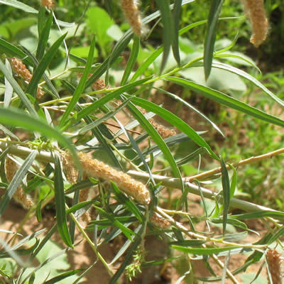 Coyote willow, Sandbar willow