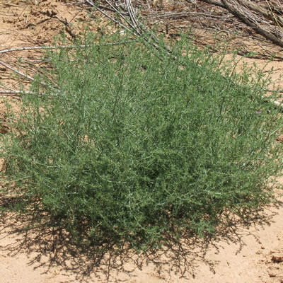 Russian thistle, Tumbleweed