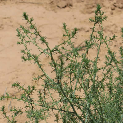 Russian thistle, Tumbleweed