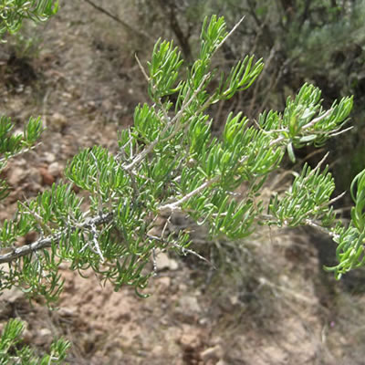 Greasewood