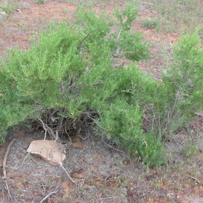 Greasewood