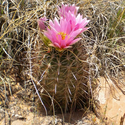 Whipple's fishhook cactus