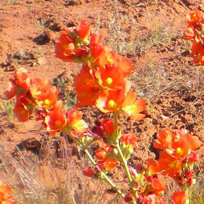 Gooseberry-leaf globemallow