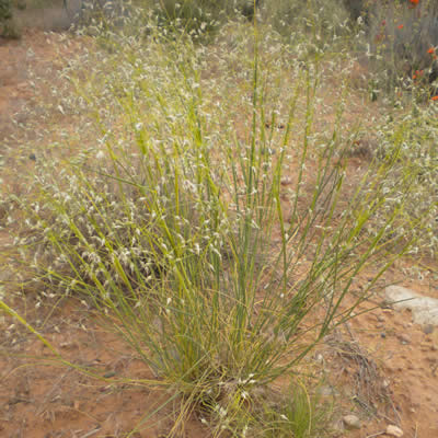 Indian ricegrass