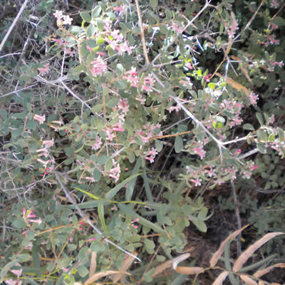 Desert snowberry